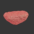 Aquatic Animal Near Natural Rough Stone With Reflective Surface And Texture