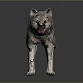Realistic 3D Wolf Model With Gray White Fur And Black Stripes Standing Pose 3d model