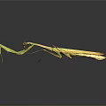 Light Green Mantis with Raptorial Forelegs in Alert Posture against Dark Background with Reflection
