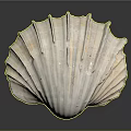 Large Ribbed Seashell With White And Orange Shiny Surface On Black Reflective Background