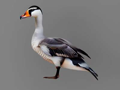 Gray and White Bird with Orange Beak Standing on Gray Background 3d model