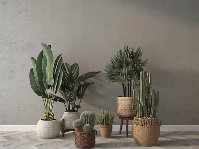 Indoor Potted Plants with Large Leaf Plants Palm Cacti in Woven Baskets Ceramic Pots 3d model