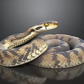 Coiled Brown And Black Patterned Snake With Yellow Eyes On Shiny Surface