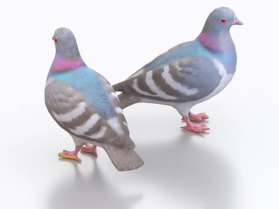 Two Flying Pigeons With Blue Gray Feathers Purple Neck And Pink Feet Standing 3d model