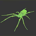 Unique Spider With White Body Skull Pattern And Red Yellow Striped Legs On Black Background