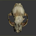 Medical Device Animal Skull Anatomical Model With Detailed Bone Structure For Education