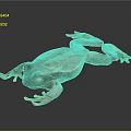 Frog Poison Frog Game Frog Reptile Cold Blooded Animal Reptile 3d model
