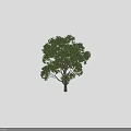 Arbor with Lush Green Foliage and Single Trunk Featuring Human Silhouette for Size Reference 3d model