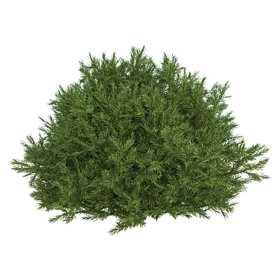 Evergreen Shrub with Lush Green Foliage for Garden Landscaping Decoration 3d model Evergreen Shrub with Lush Green Foliage for Garden Landscaping Decoration 3d model