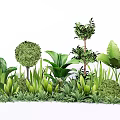 Variety of Green Plants Including Round Shrubs Large Leafy Herbs and Lush Garden Landscaping