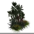 Vibrant Garden Shrub Boasting Lush Green Foliage And Red Leaf Accents