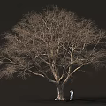 Large Leafless Tree With Massive Trunk And Person Standing Under Dark Background 3d model