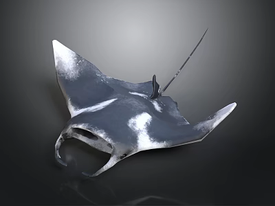 Black and White Manta Ray With Large Wings Swimming In Ocean Water 3d model