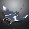 Black and White Manta Ray With Large Wings Swimming In Ocean Water