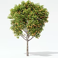 Modern Orange Tree Fruit Tree Orange Tree Lemon Tree Persimmon Tree Pomegranate Tree Landscape Tree Arbor 3d model