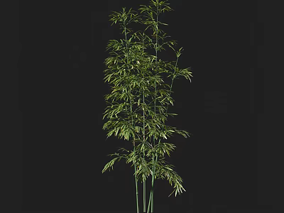 Tall Indoor Bamboo Plant With Lush Green Leaves And Slender Stems 3d model