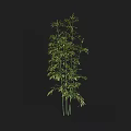 Tall Indoor Bamboo Plant With Lush Green Leaves And Slender Stems