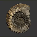 Natural Spiral Fossil Decorative Ornament With Brown Beige Texture For Home Decor
