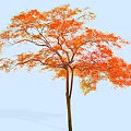 Stunning Arbor Featuring Orange Red Leaves and Brown Trunk Against Light Blue Sky