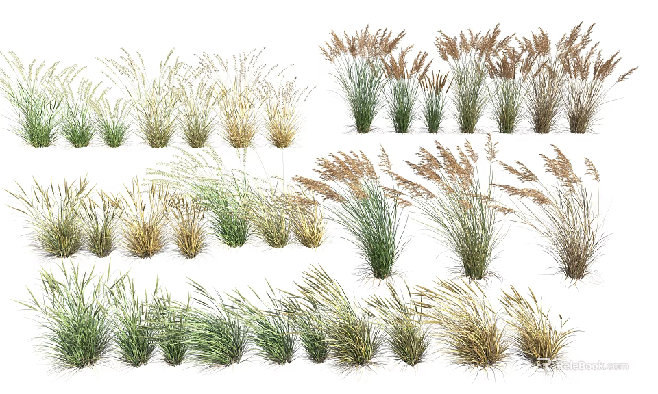 Various Types of Ornamental Shrubs With Different Foliage Colors and Growth Habits for Garden Landscaping 3d model 