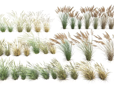 Various Types of Ornamental Shrubs With Different Foliage Colors and Growth Habits for Garden Landscaping 3d model