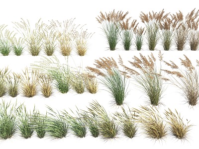 water grass reed 3d model