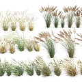 water grass reed 3d model