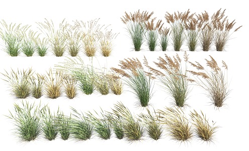 water grass reed 3d model