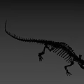 Detailed Crocodile Skeleton Full Body Display On Gray Background 3d model