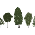 Various Arbor Trees with Different Lush Foliage and Tall Trunks Displayed 3d model