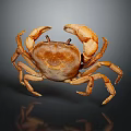 Brown Crab With Extended Claws On Black Background Showing Reflection 3d model