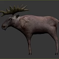 Reindeer With Large Antlers And Brown Body Standing On Grey Background