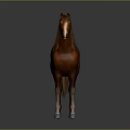 Brown Horse With Golden Mane White Muzzle And Light Colored Hooves Standing Against Gray Background