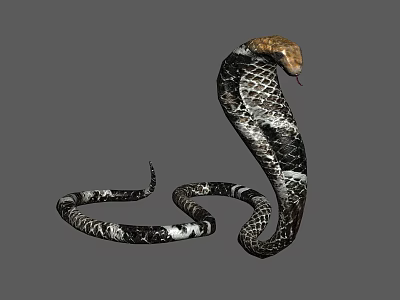 Hooded Cobra Reptile With Brown Head And Black White Patterned Body Flicking Tongue 3d model