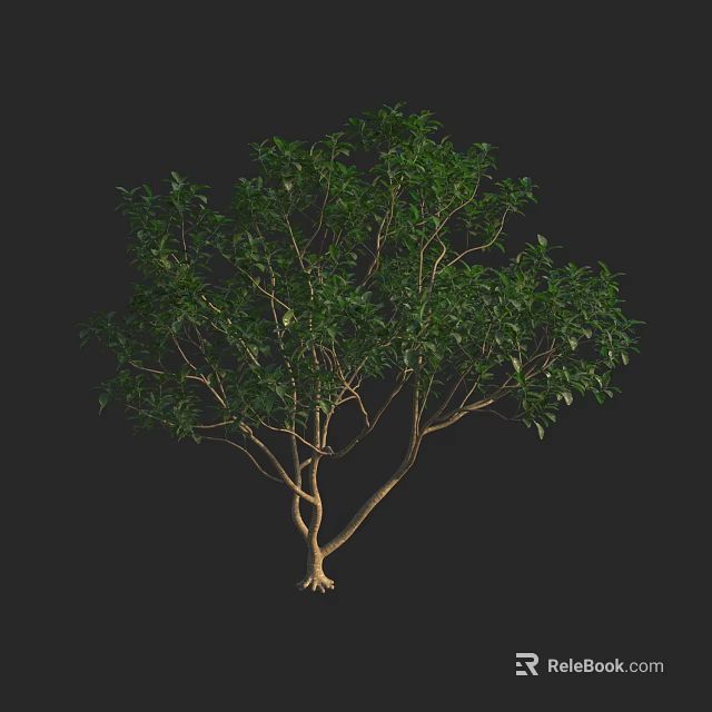 Lush Green Tree With Dense Foliage And Brown Trunk On Black Background 3d model