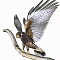 Majestic Falcon Perched On Branch With Spread Wings And Brown White Plumage