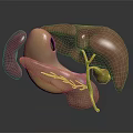 3D Anatomical Model of Human Organs Displaying Liver Gallbladder and Stomach Details