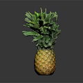 Fresh Yellow Pineapple with Green Leafy Top on Dark Background and Clear Reflection