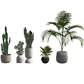 Potted Bonsai Plants Various Types Cacti Palm in Different Shaped Pots on White Background
