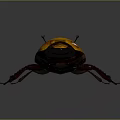 Yellow and Brown Beetle with Shiny Hard Shell and Black Legs on Dark Background
