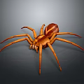 Detailed Brown Spider With Eight Long Legs And Striped Body On Dark Background