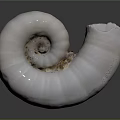 Nautilus Spiral Shell With White Color And Detailed Texture On Gray Background