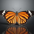 Monarch Butterfly With Spread Orange Black And White Spotted Wings On Dark Background Showing Reflection