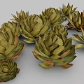 Agave Perennial Evergreen Large Herbaceous Plant With Fleshy Spiky Leaves In Clusters