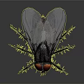Fly with red compound eyes black body and transparent wings on reflective surface