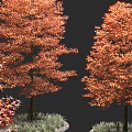 Autumn Orange Red Leaf Arbors With Green Grass And Red Foliage Companion Plants