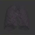 Medical Device 3D Lung Anatomical Model For Healthcare Diagnostic And Training Use