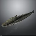 Shiny Dark Whole Fish With Detailed Fins And Eyes On Gray Background
