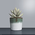 Potted Succulent Plant With White Leaves In Green And White Ceramic Pot On Modern Tabletop