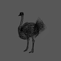 Tall Reptile With Black Feathers White Neck And Long Legs Standing On Gray Background